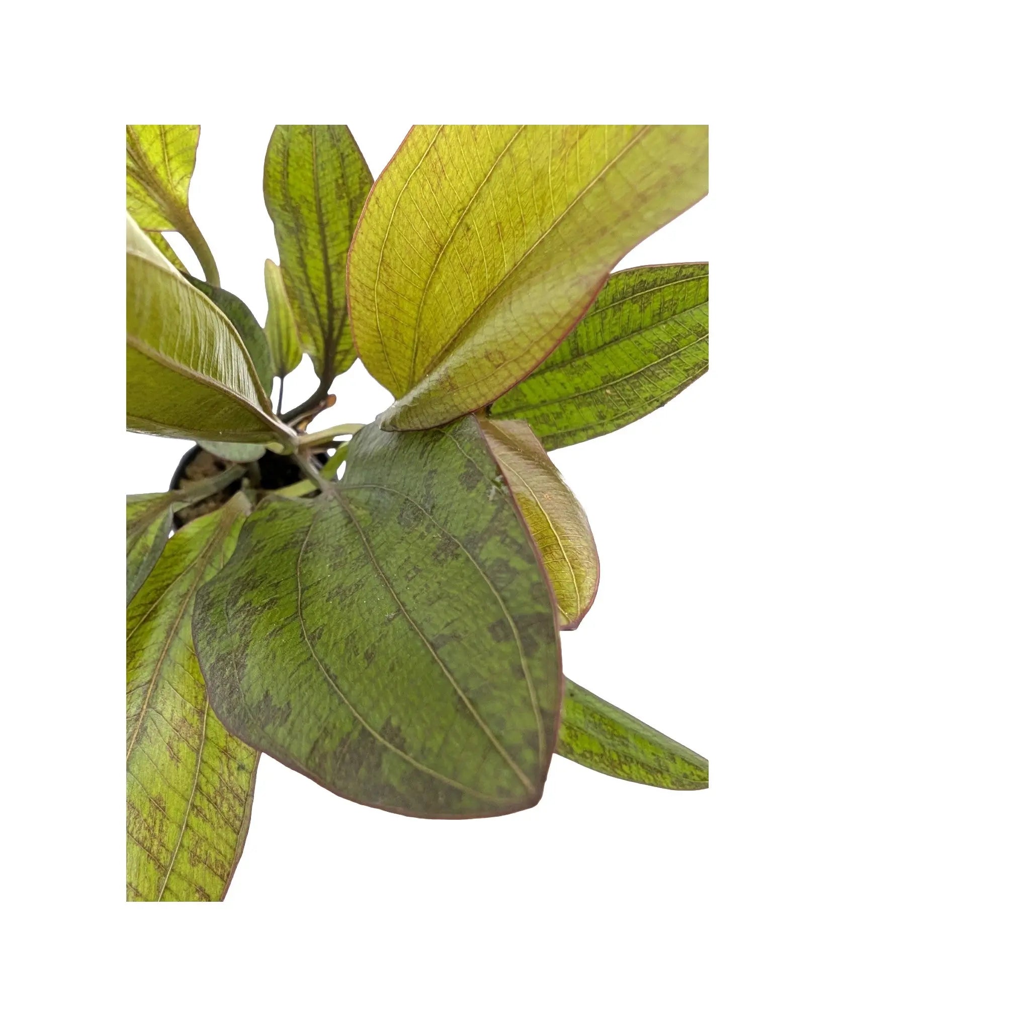 Echinodorus Fancy Twist Aquafleur