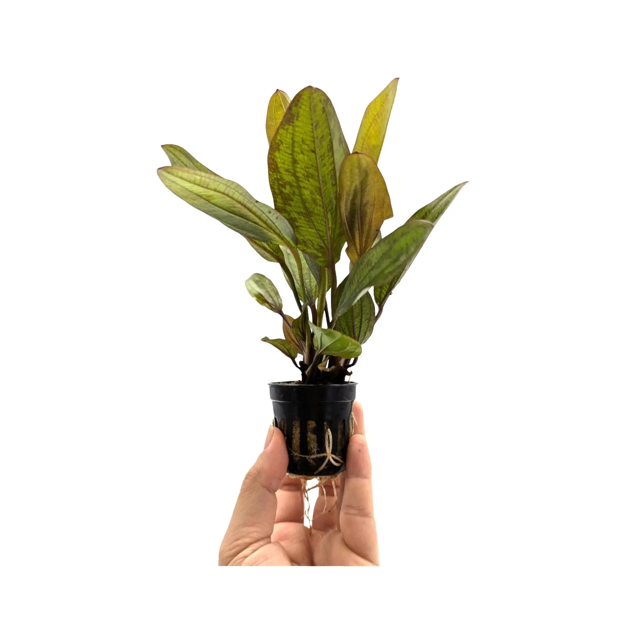 Echinodorus Fancy Twist Aquafleur