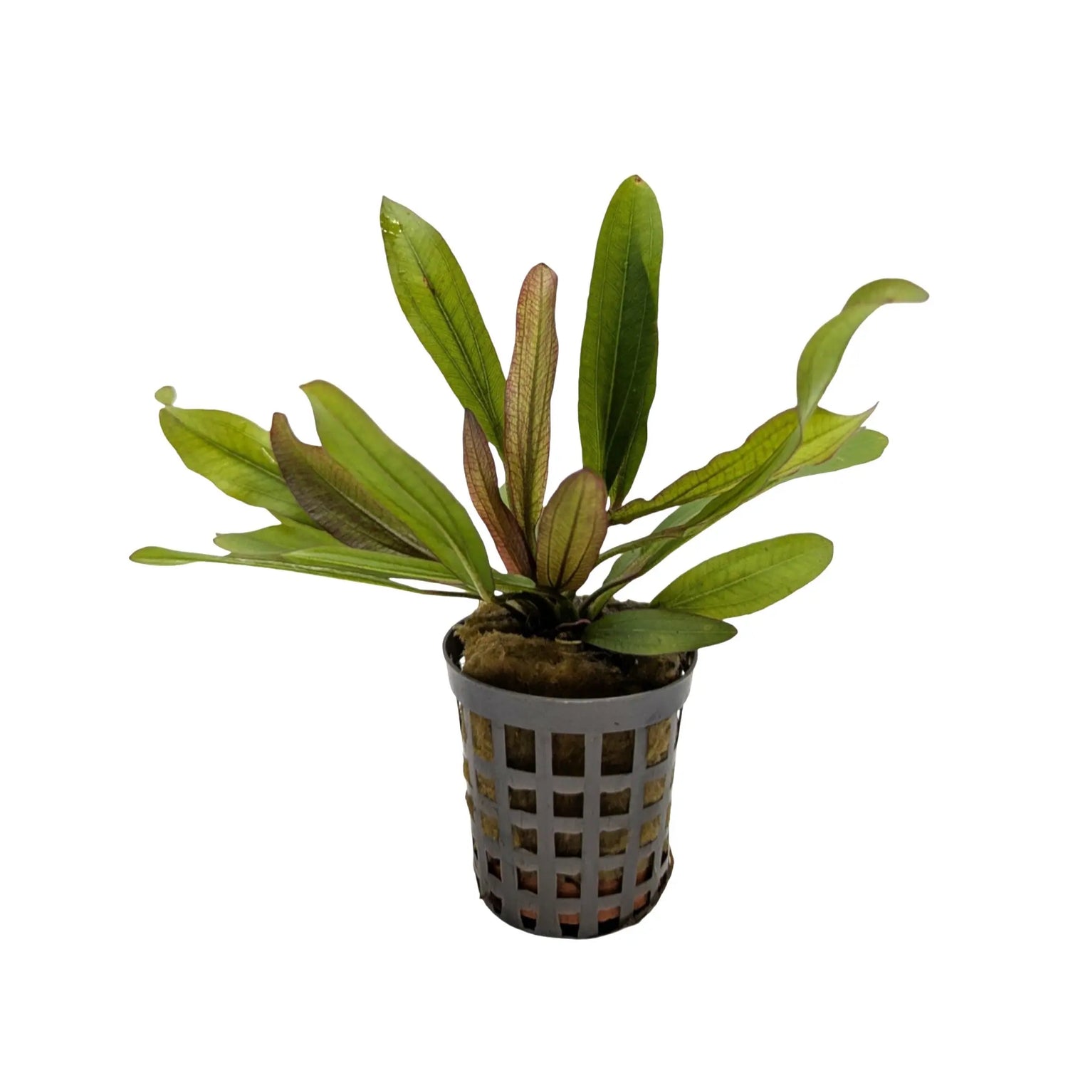 Echinodorus Red Devil Aquafleur