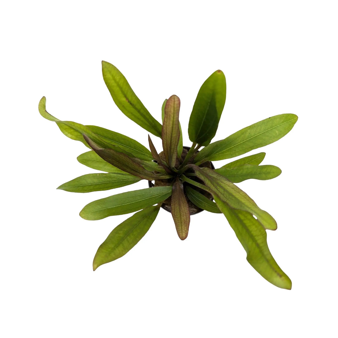 Echinodorus Red Devil Aquafleur