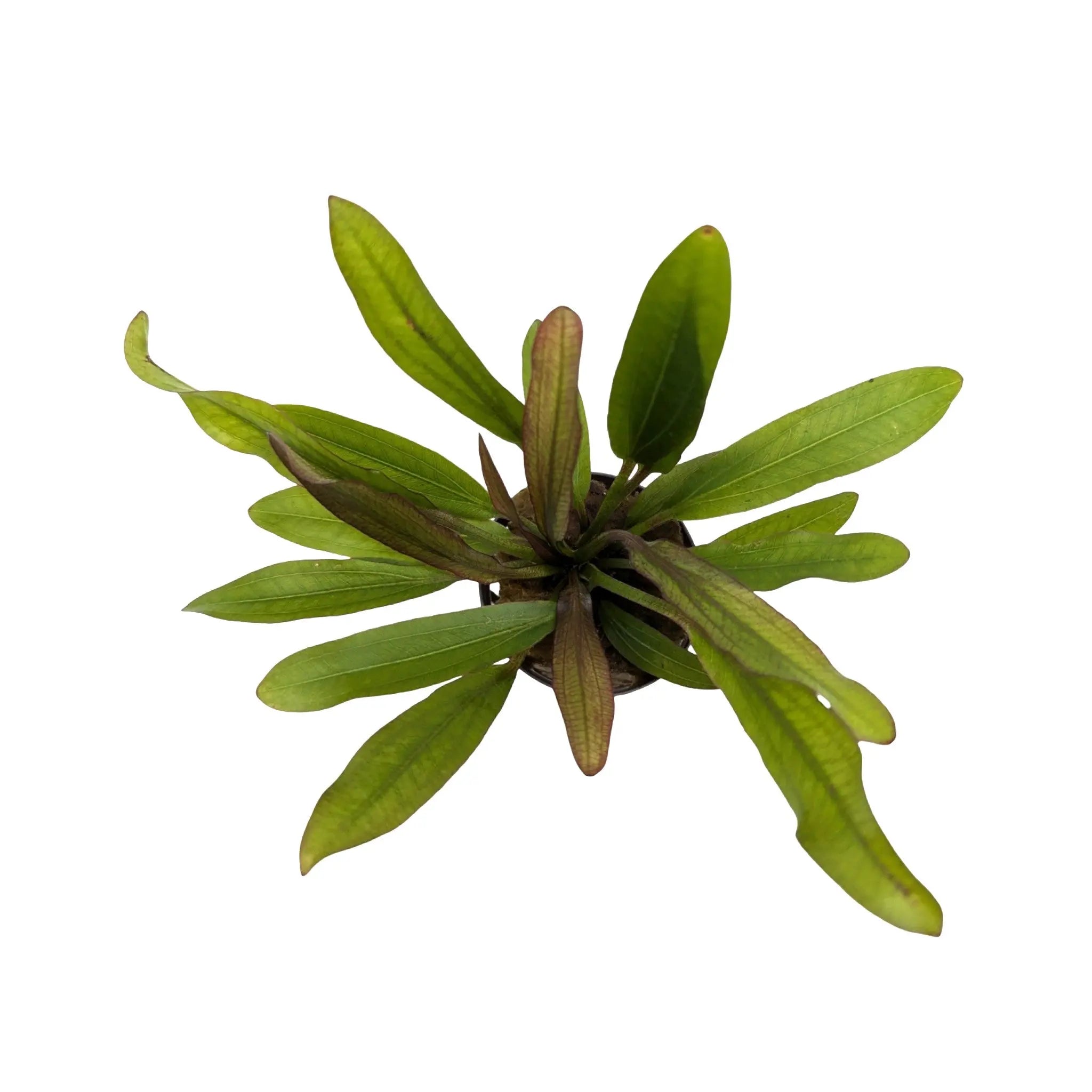 Echinodorus Red Devil Aquafleur