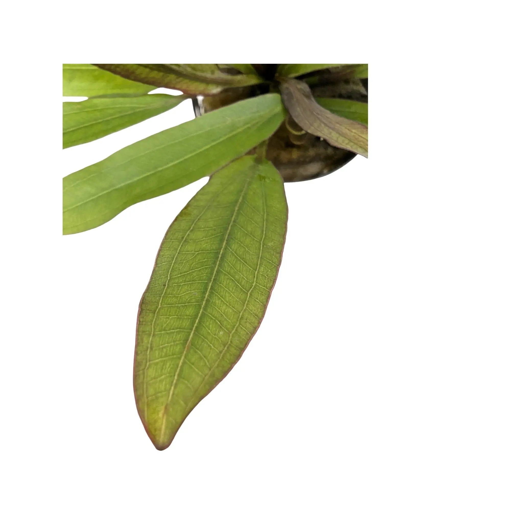 Echinodorus Red Devil Aquafleur