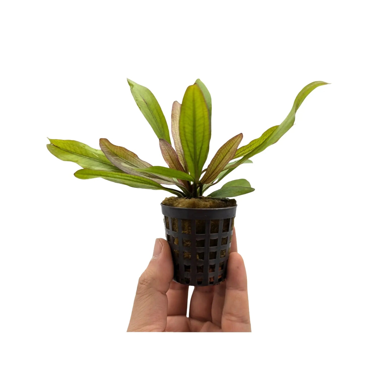 Echinodorus Red Devil Aquafleur