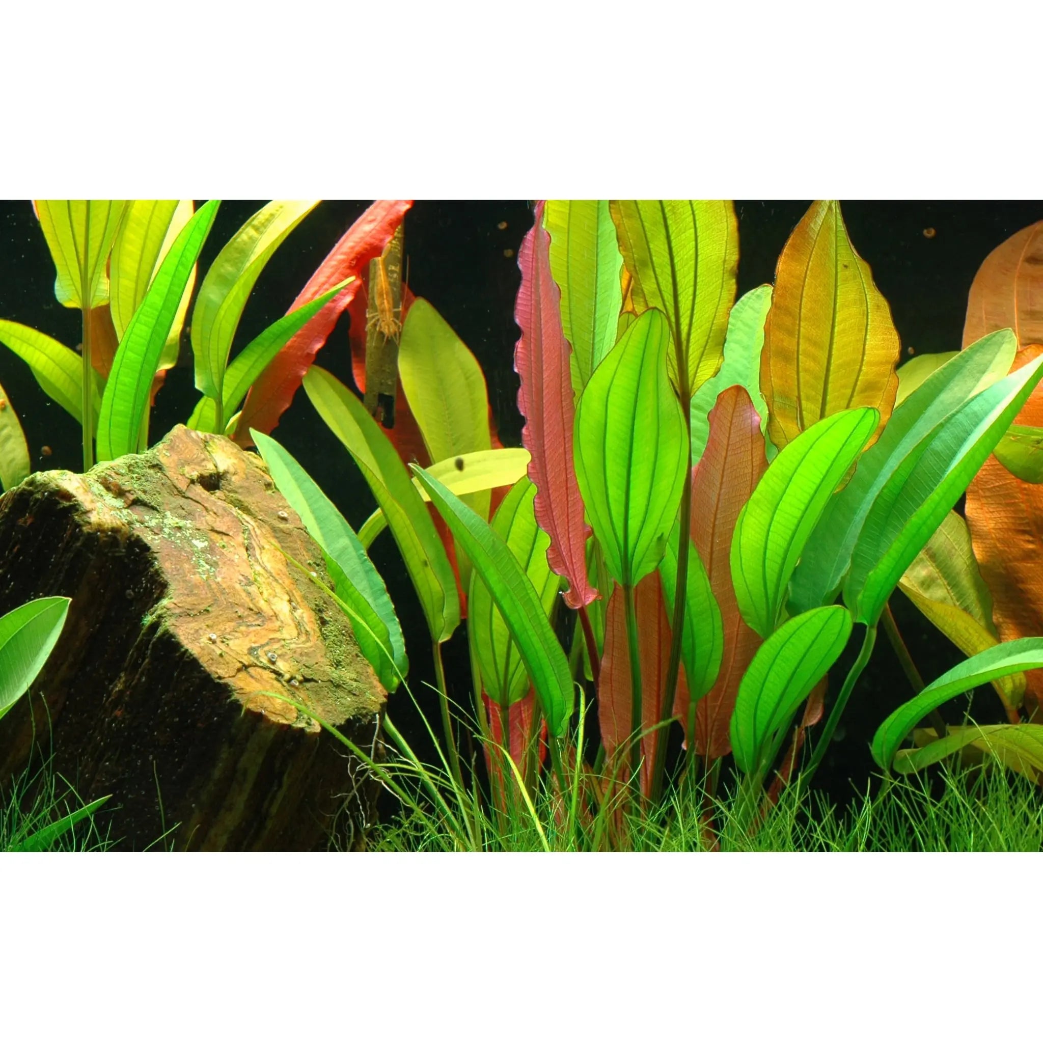 Echinodorus Red Diamond - Aqua Essentials