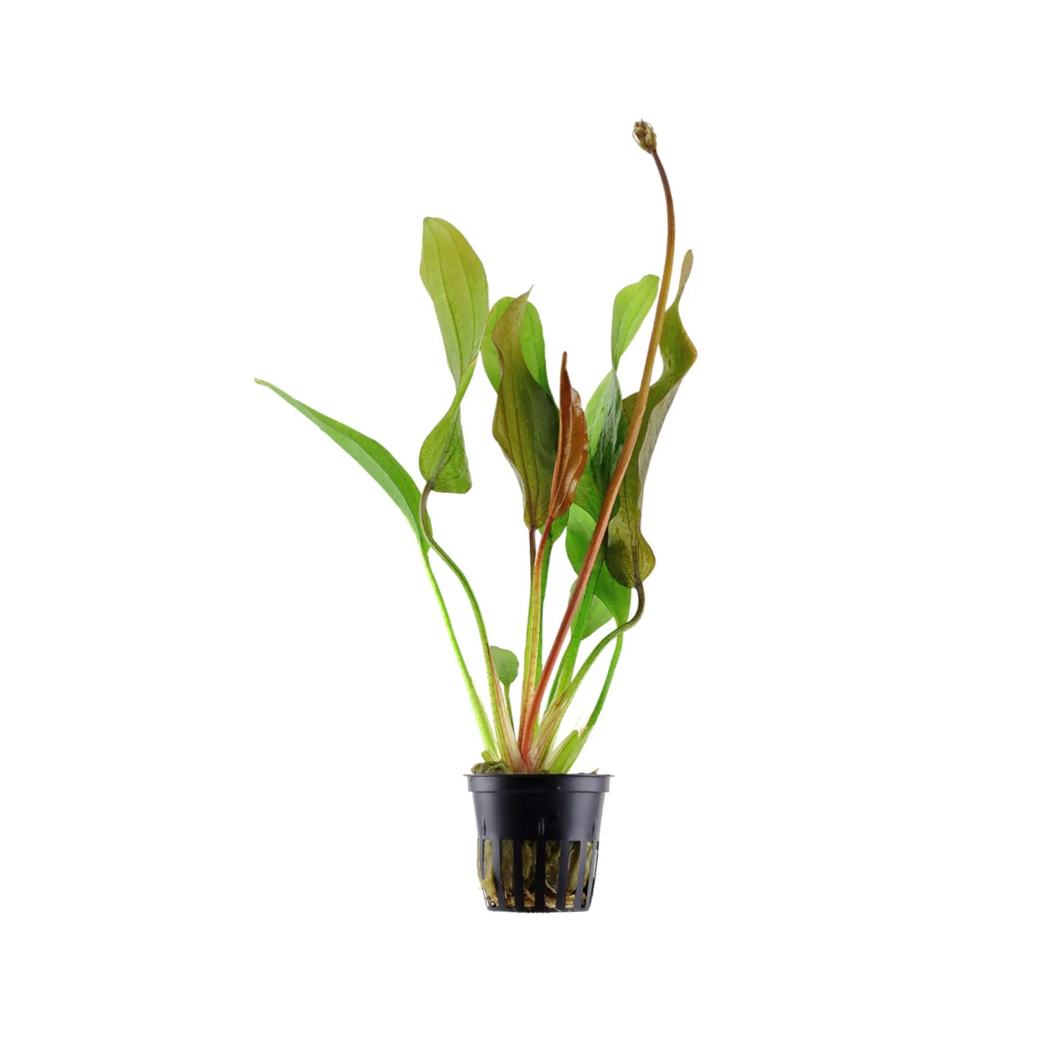 Echinodorus Red Diamond Tropica