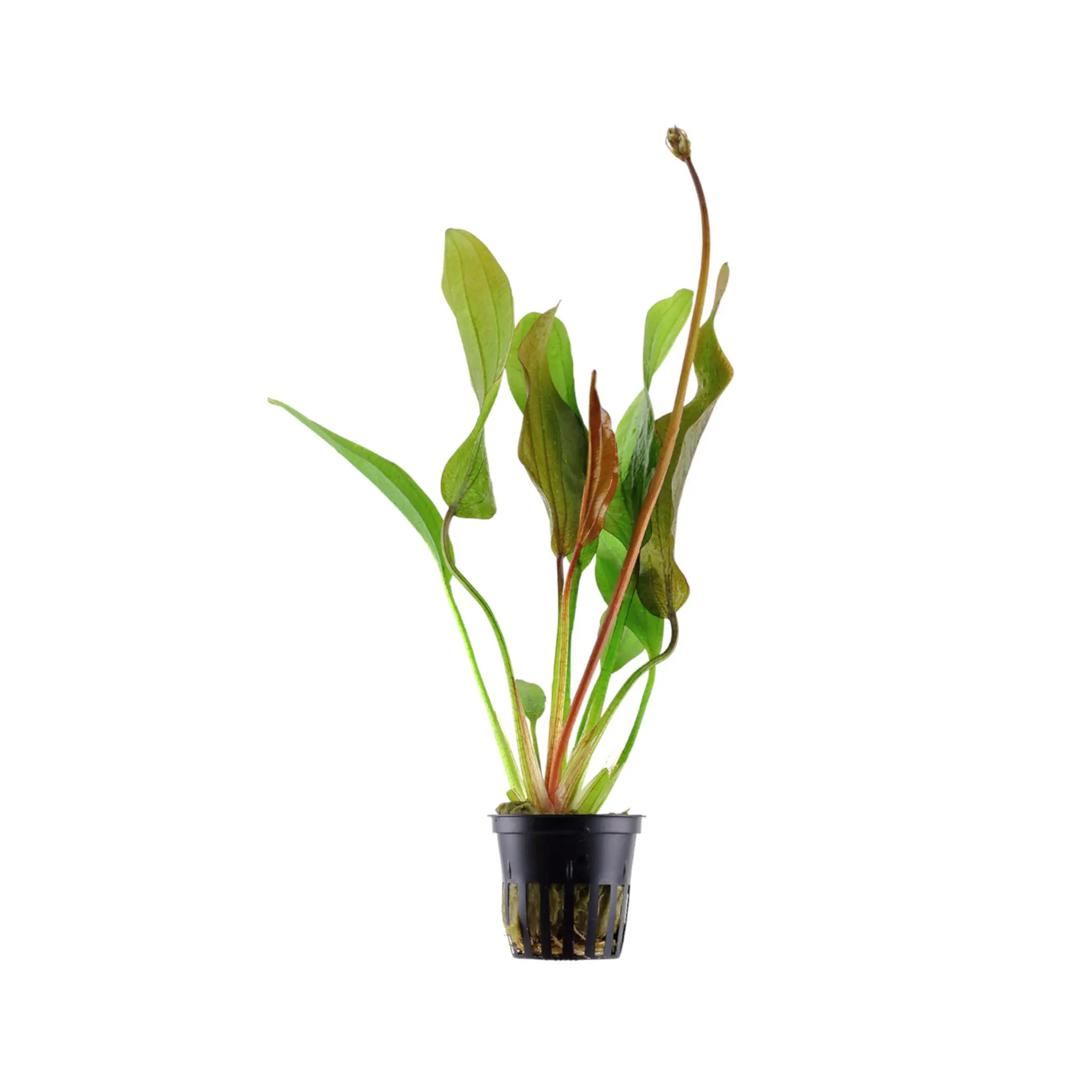 Echinodorus Red Diamond Tropica