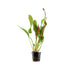 Echinodorus Red Diamond Tropica
