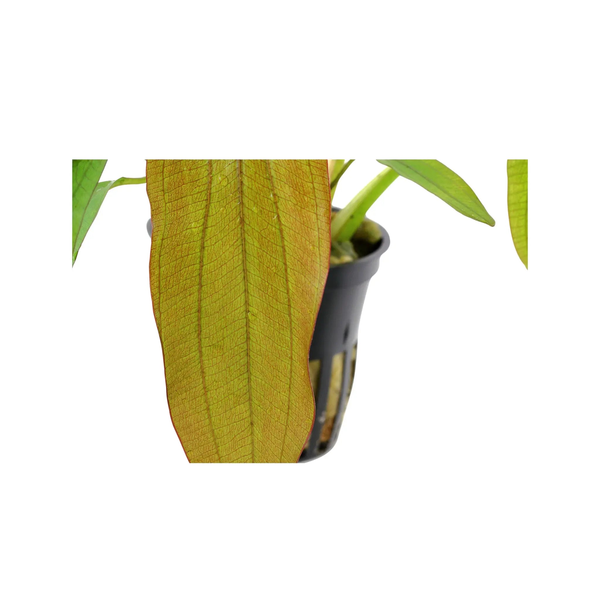 Echinodorus Red Diamond Tropica