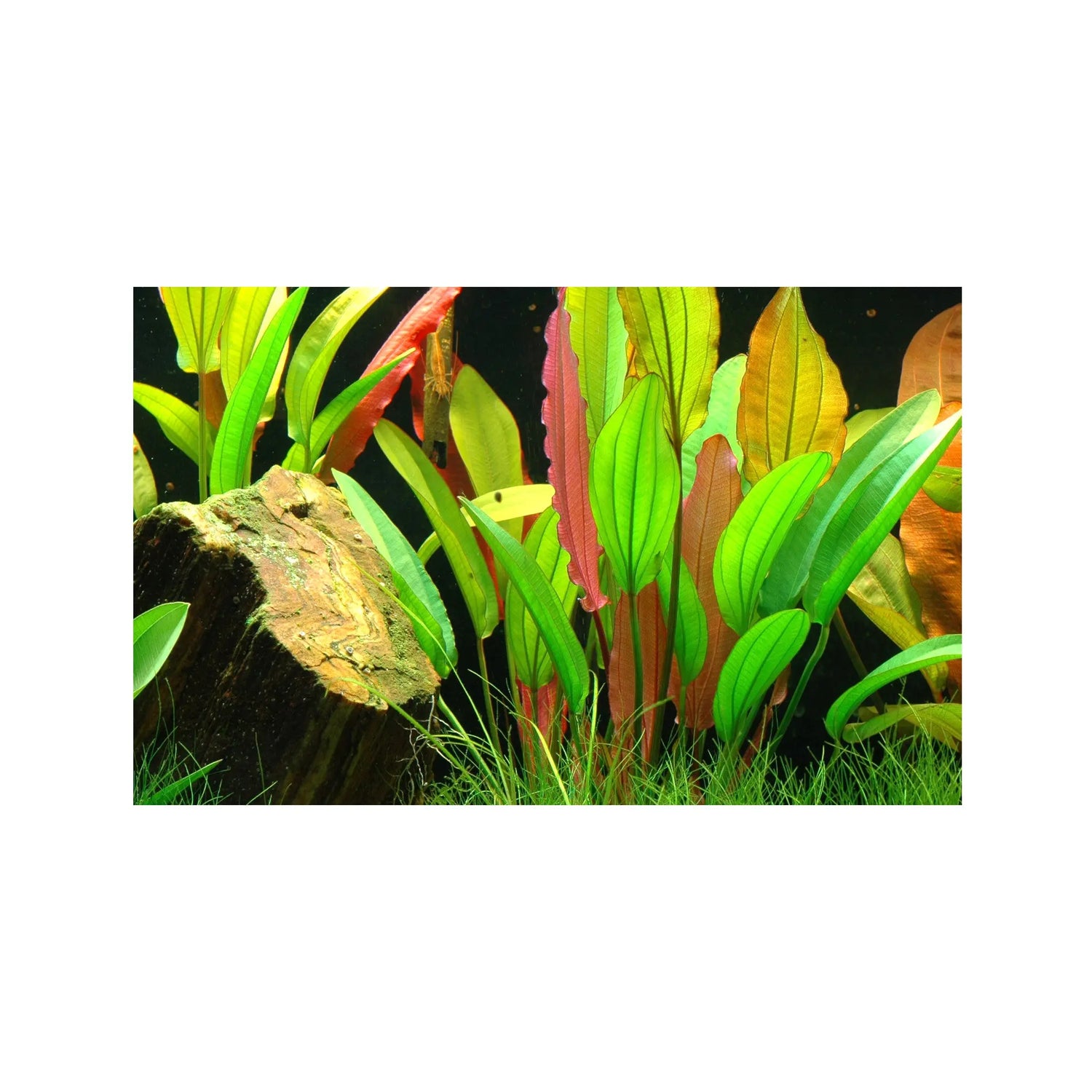 Echinodorus Red Diamond Tropica
