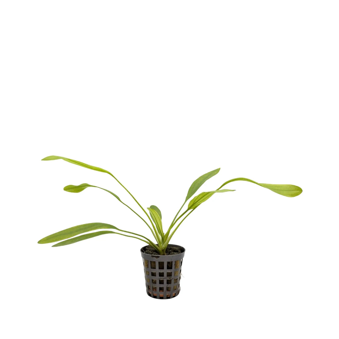 Echinodorus africanus Aquafleur