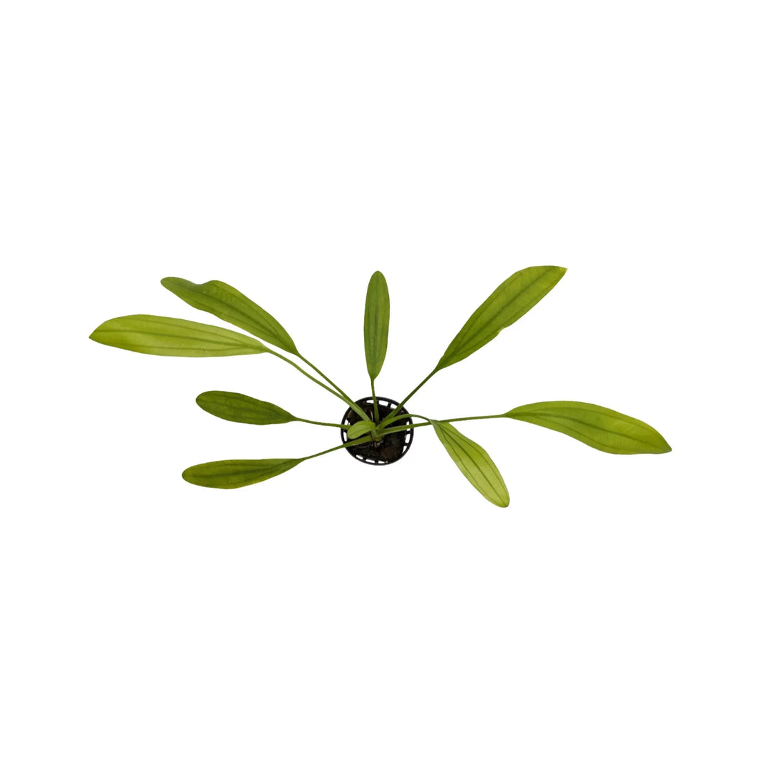 Echinodorus africanus Aquafleur