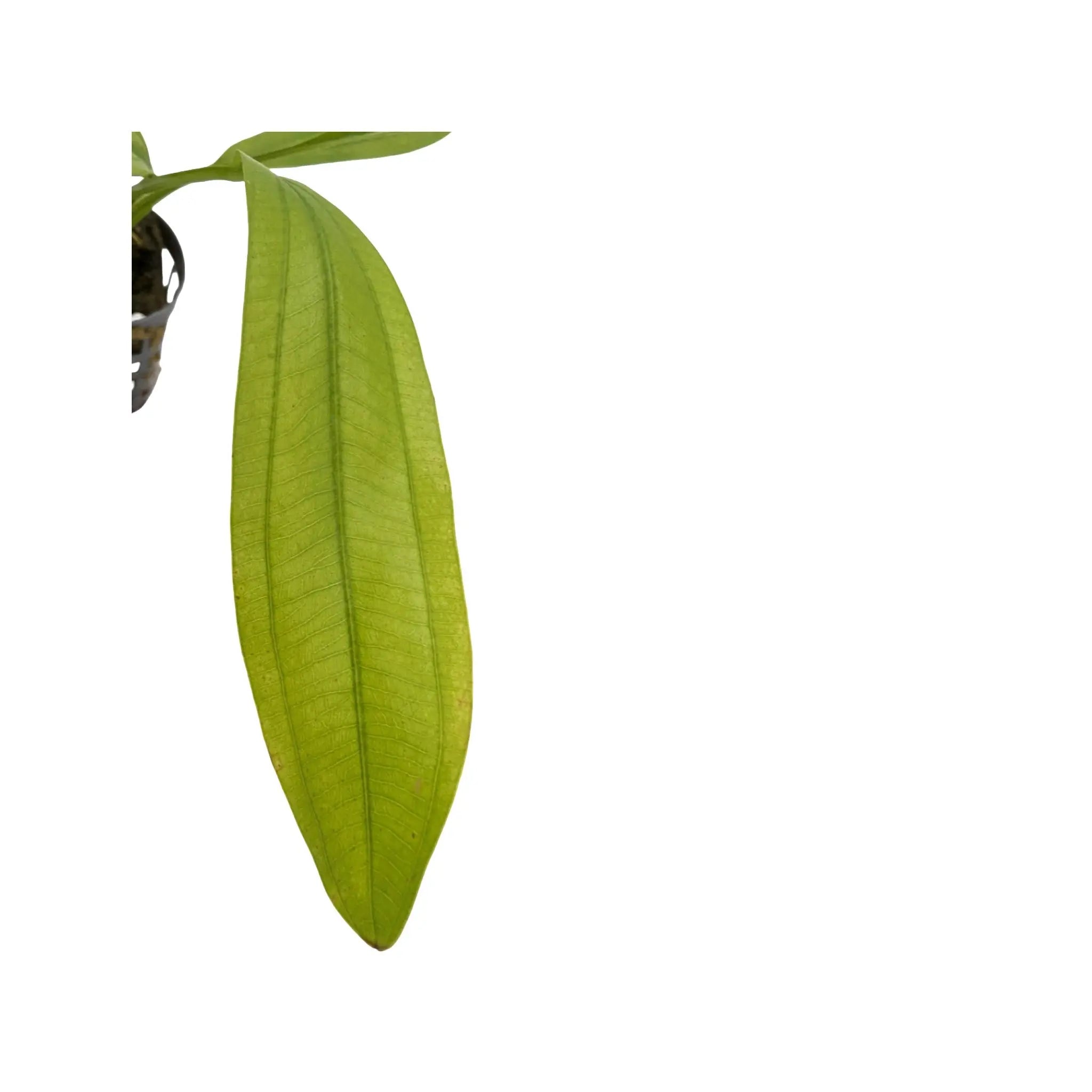 Echinodorus africanus Aquafleur