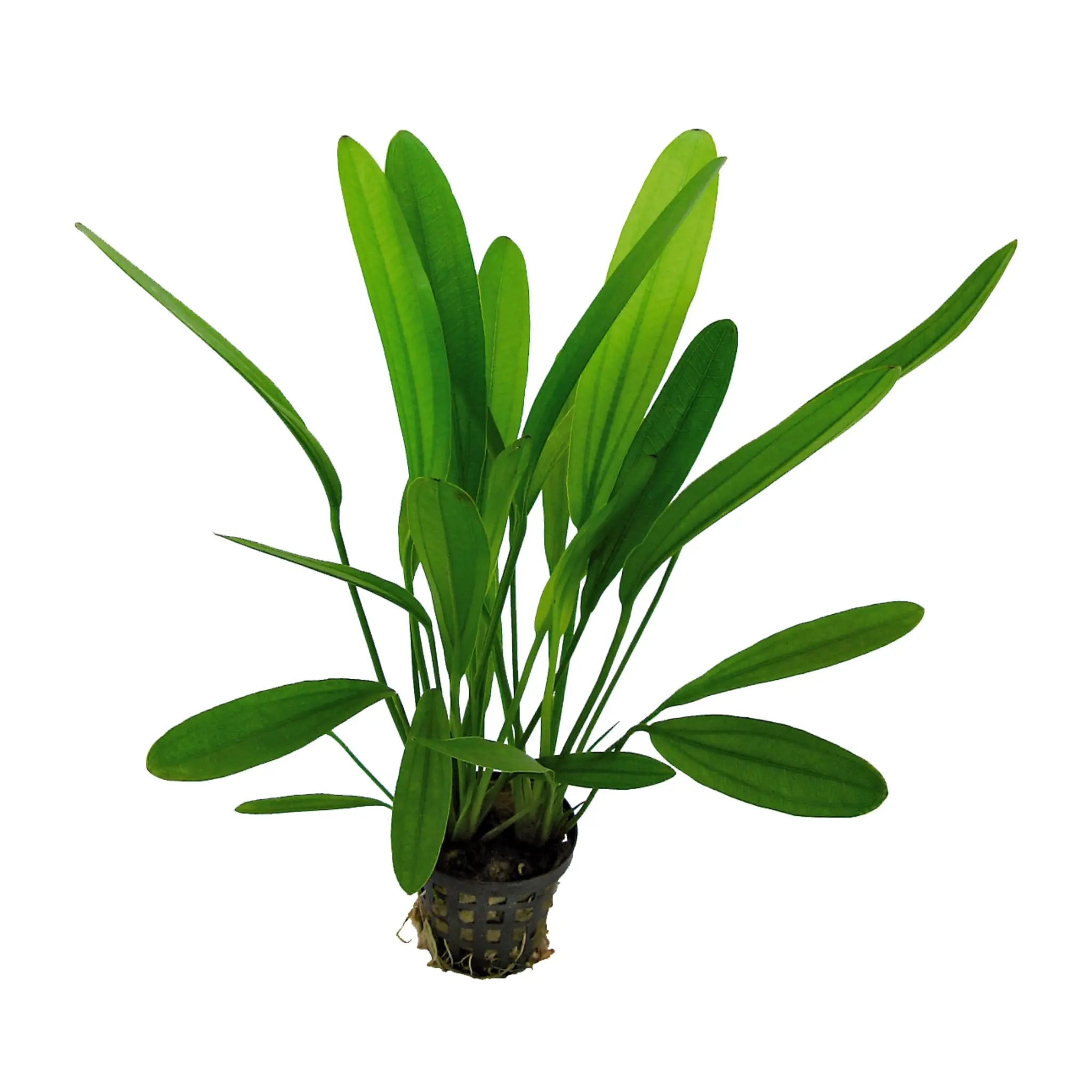 Echinodorus africanus - Aqua Essentials