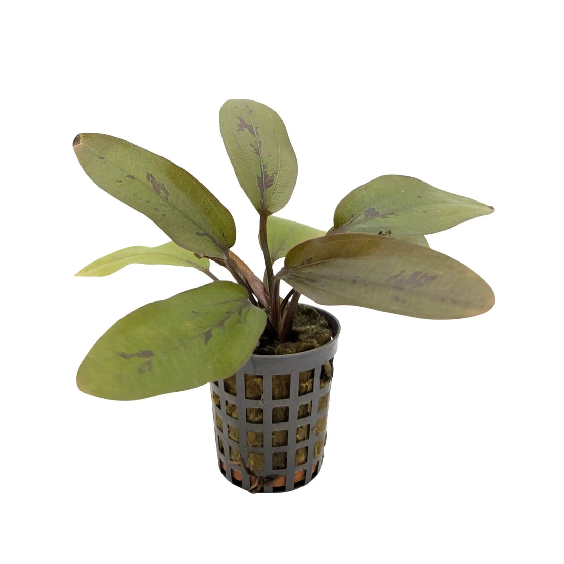 Echinodorus altlandsberg Aquafleur