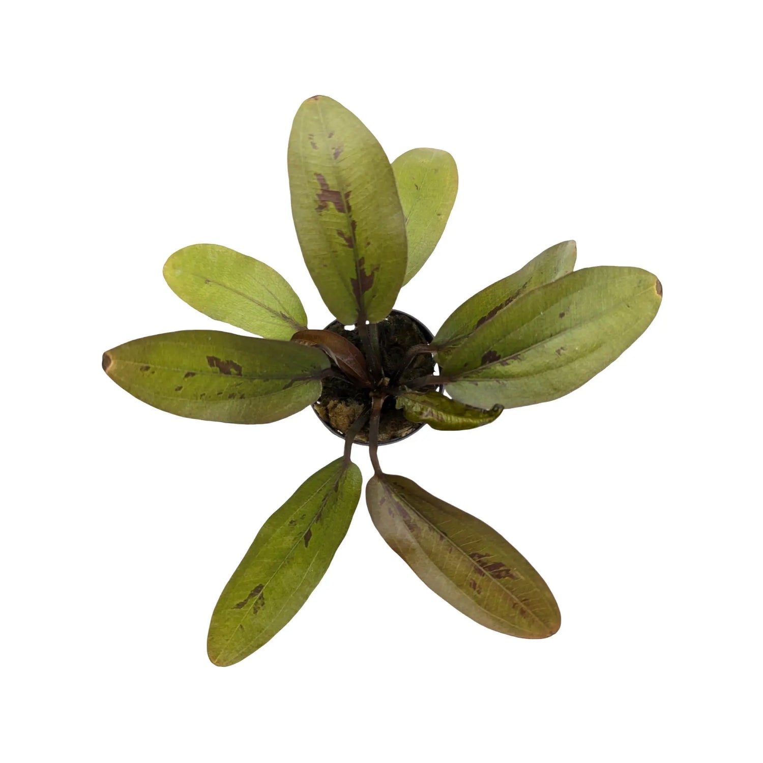 Echinodorus altlandsberg Aquafleur