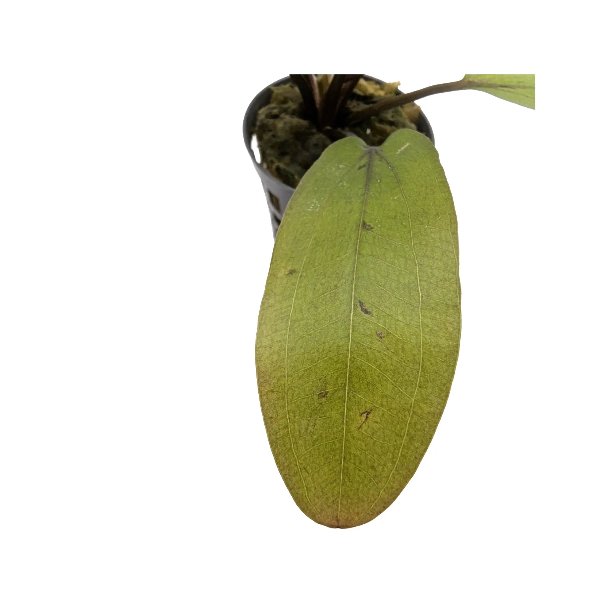 Echinodorus altlandsberg Aquafleur