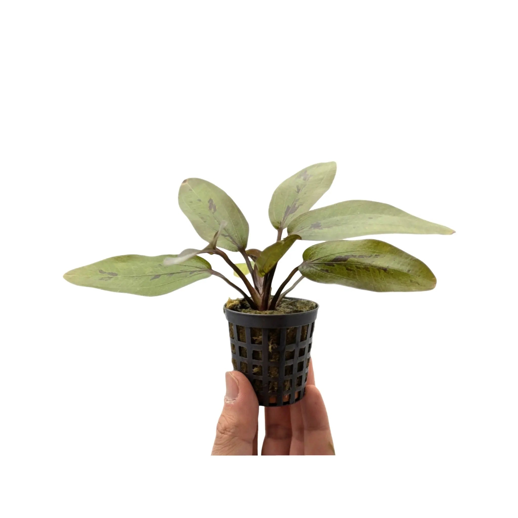 Echinodorus altlandsberg Aquafleur