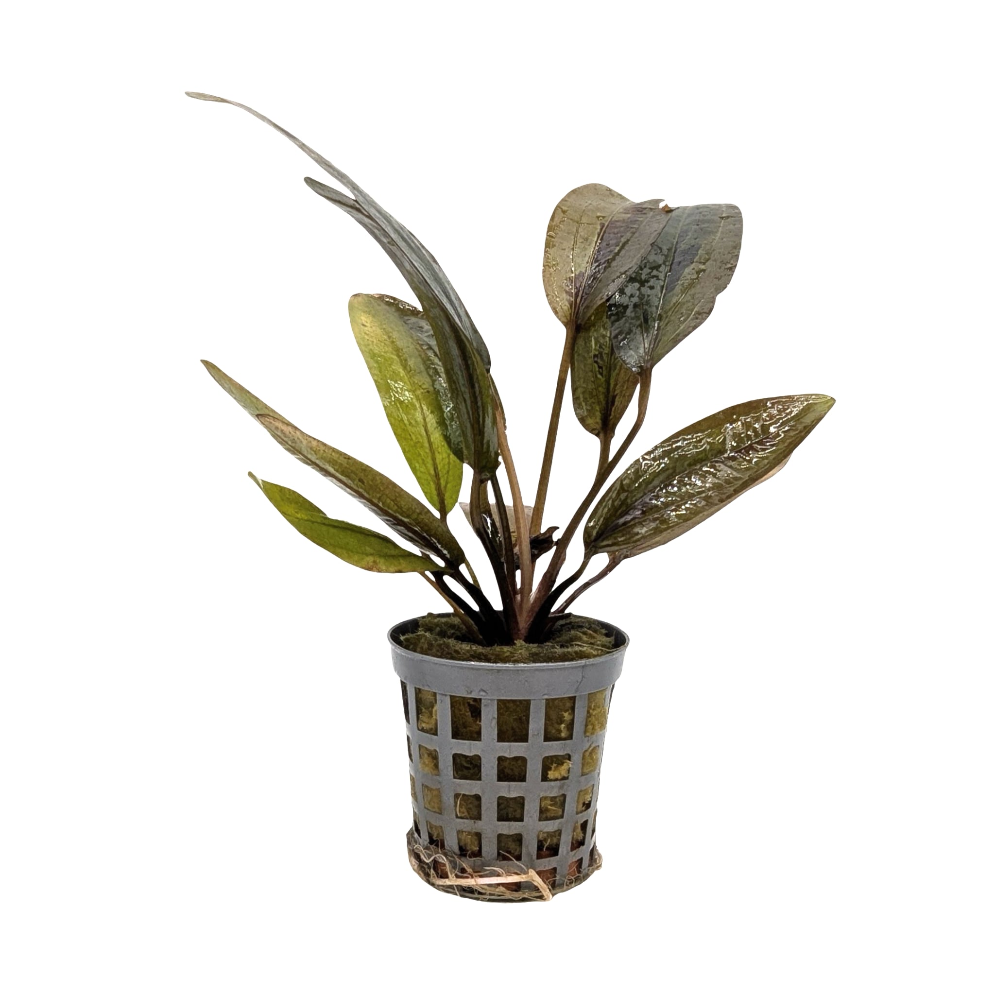 Echinodorus altlandsberg