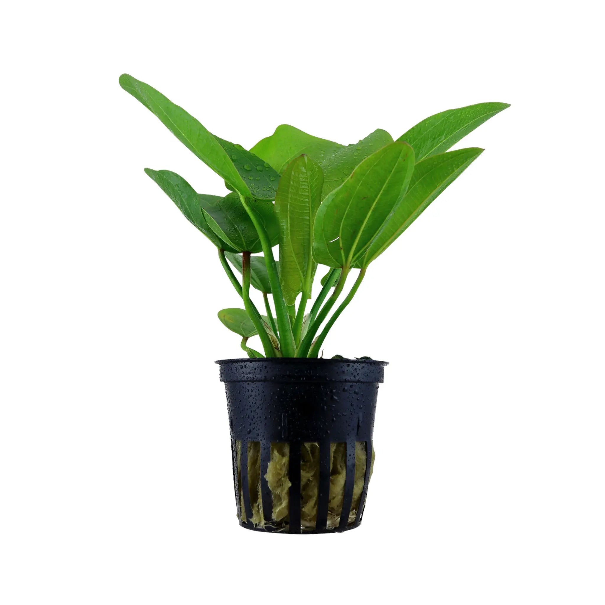 Echinodorus aquartica Tropica