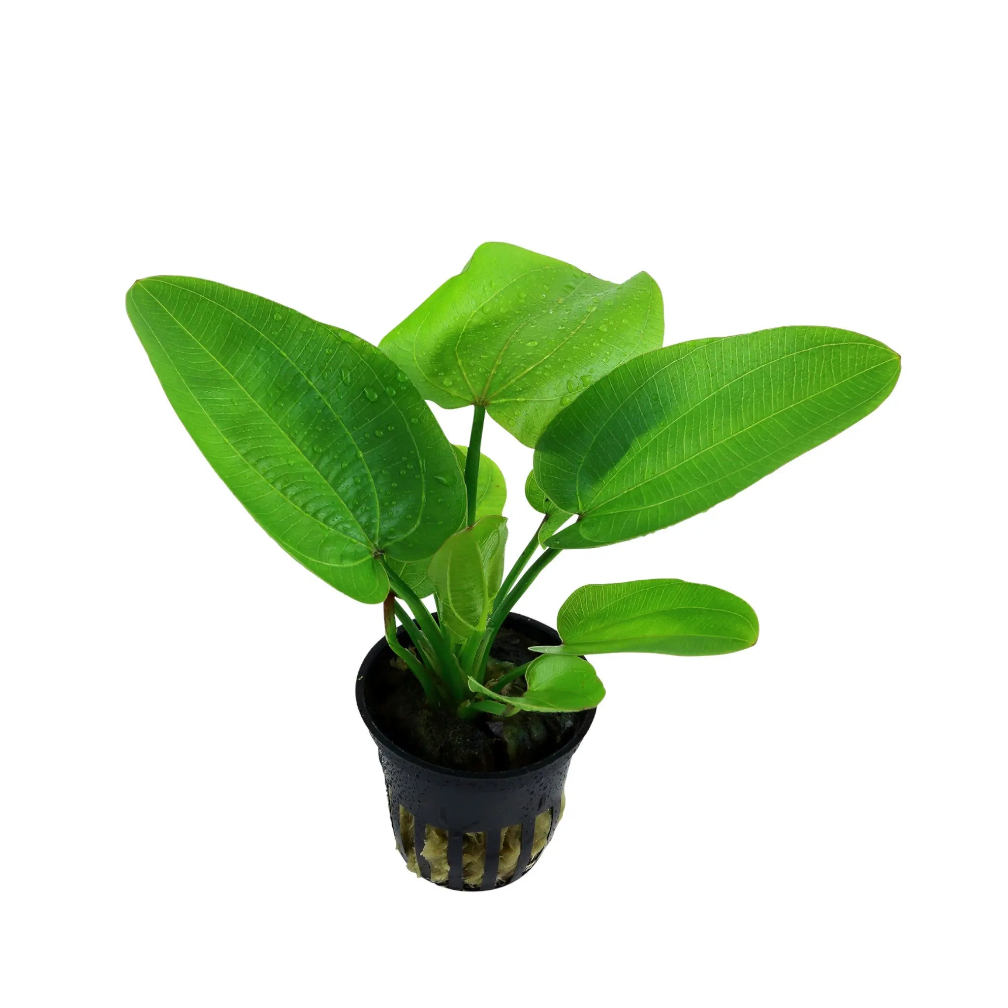 Echinodorus aquartica Tropica