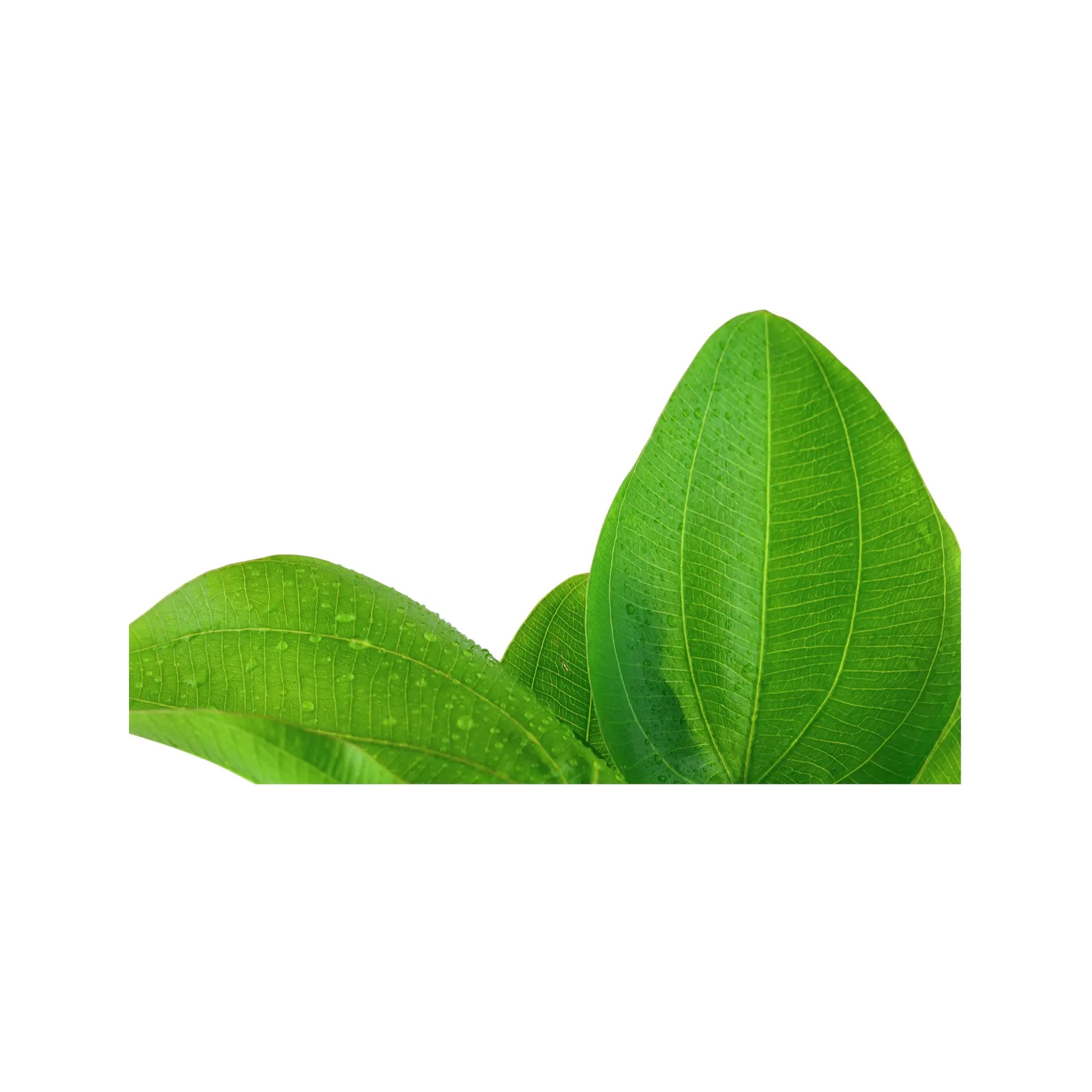 Echinodorus aquartica Tropica