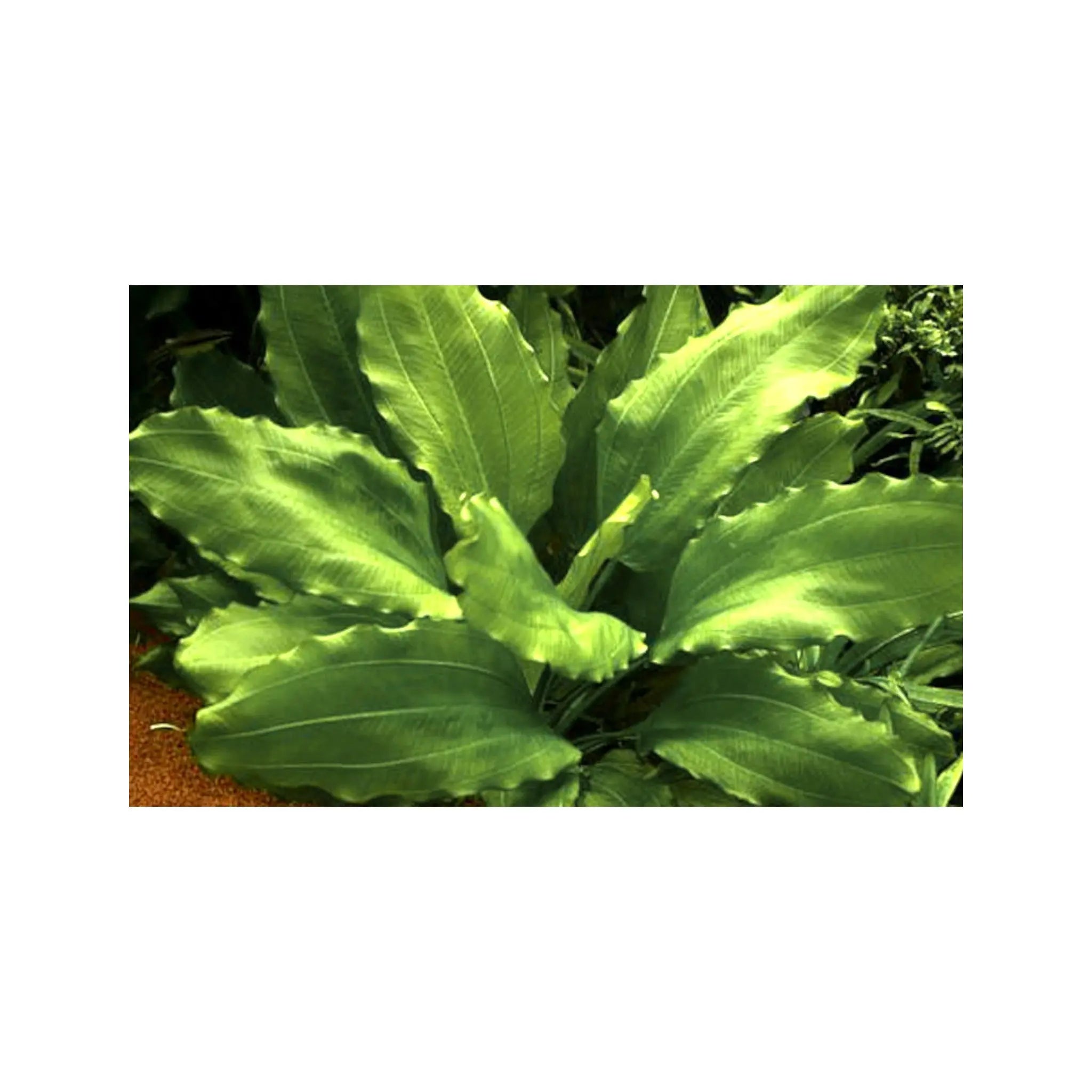 Echinodorus aquartica Tropica