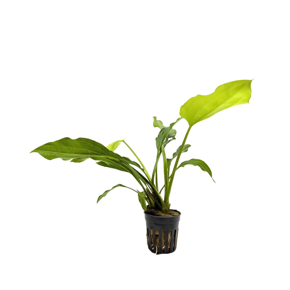 Echinodorus argentinensis Aquafleur