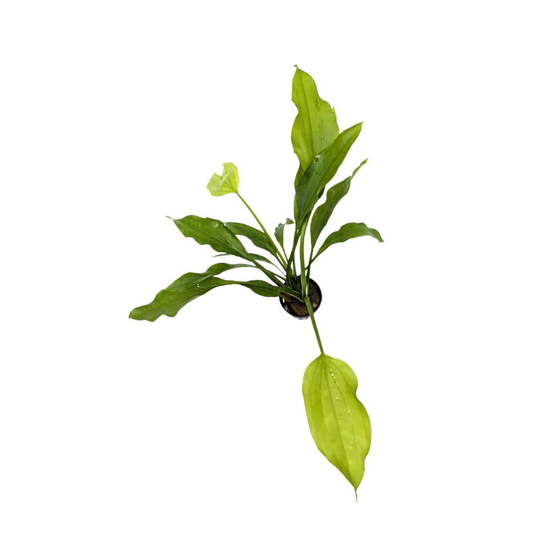 Echinodorus argentinensis Aquafleur