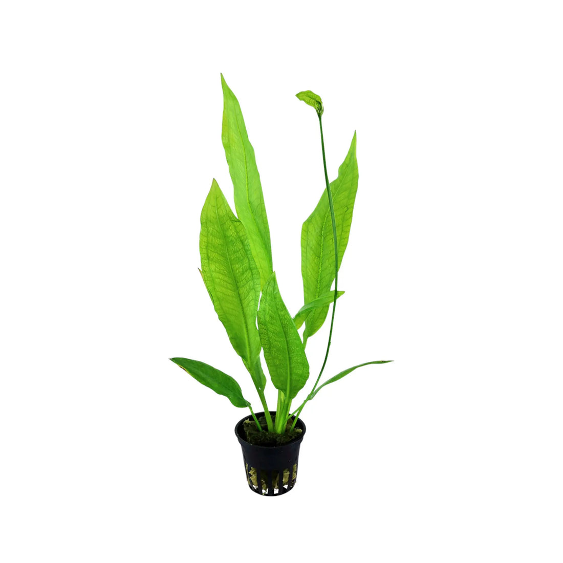 Echinodorus bleheri (Amazon sword) Aquafleur