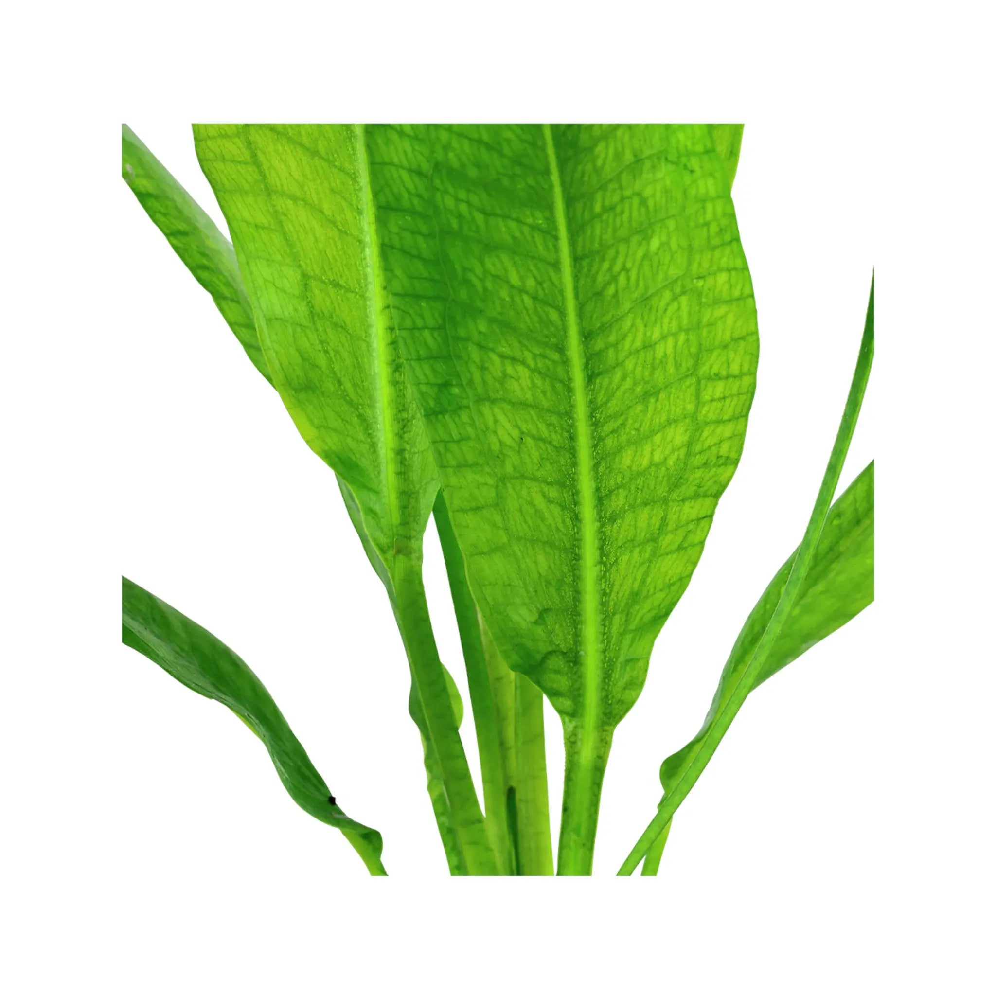 Echinodorus bleheri (Amazon sword) Aquafleur