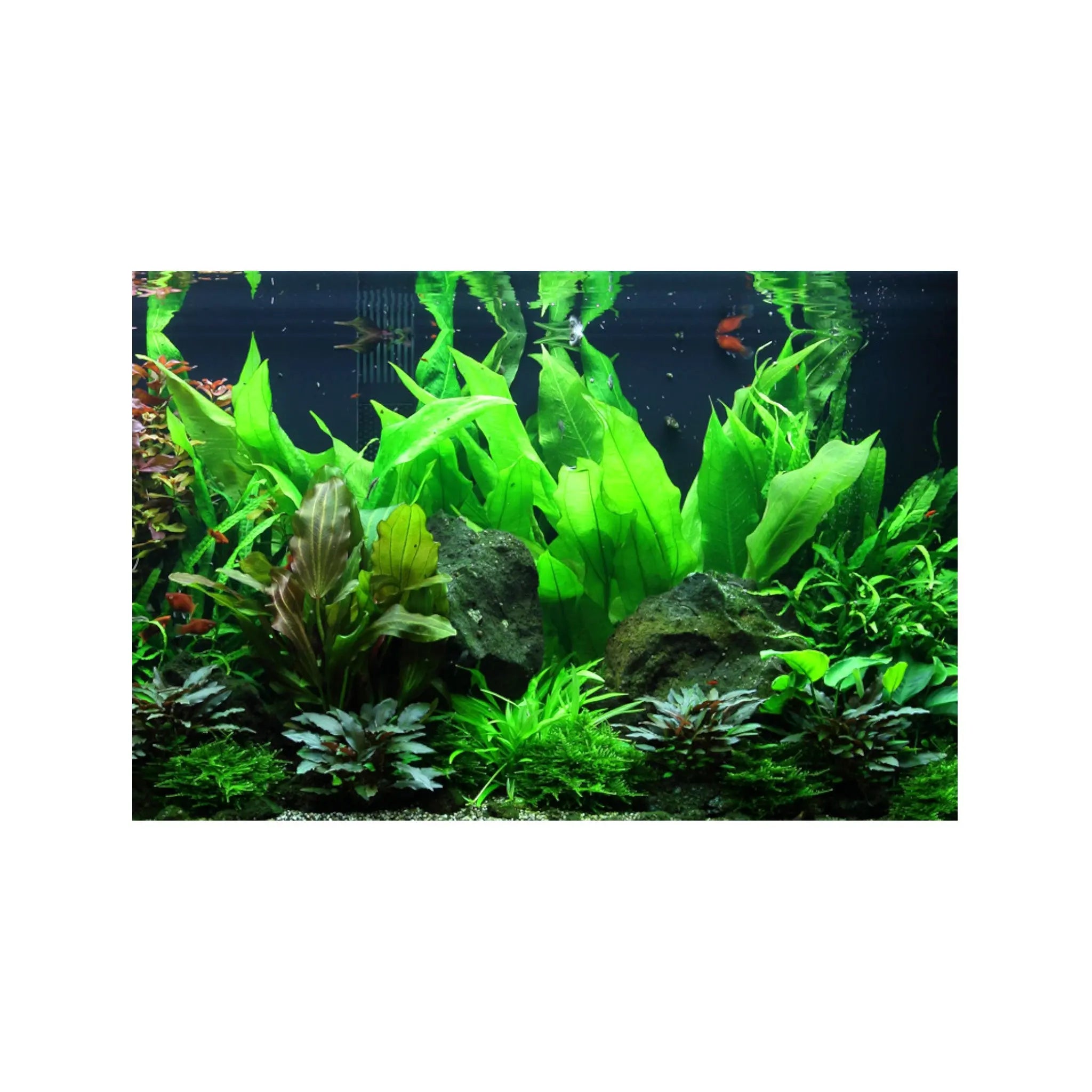 Echinodorus bleheri (Amazon sword) Aquafleur