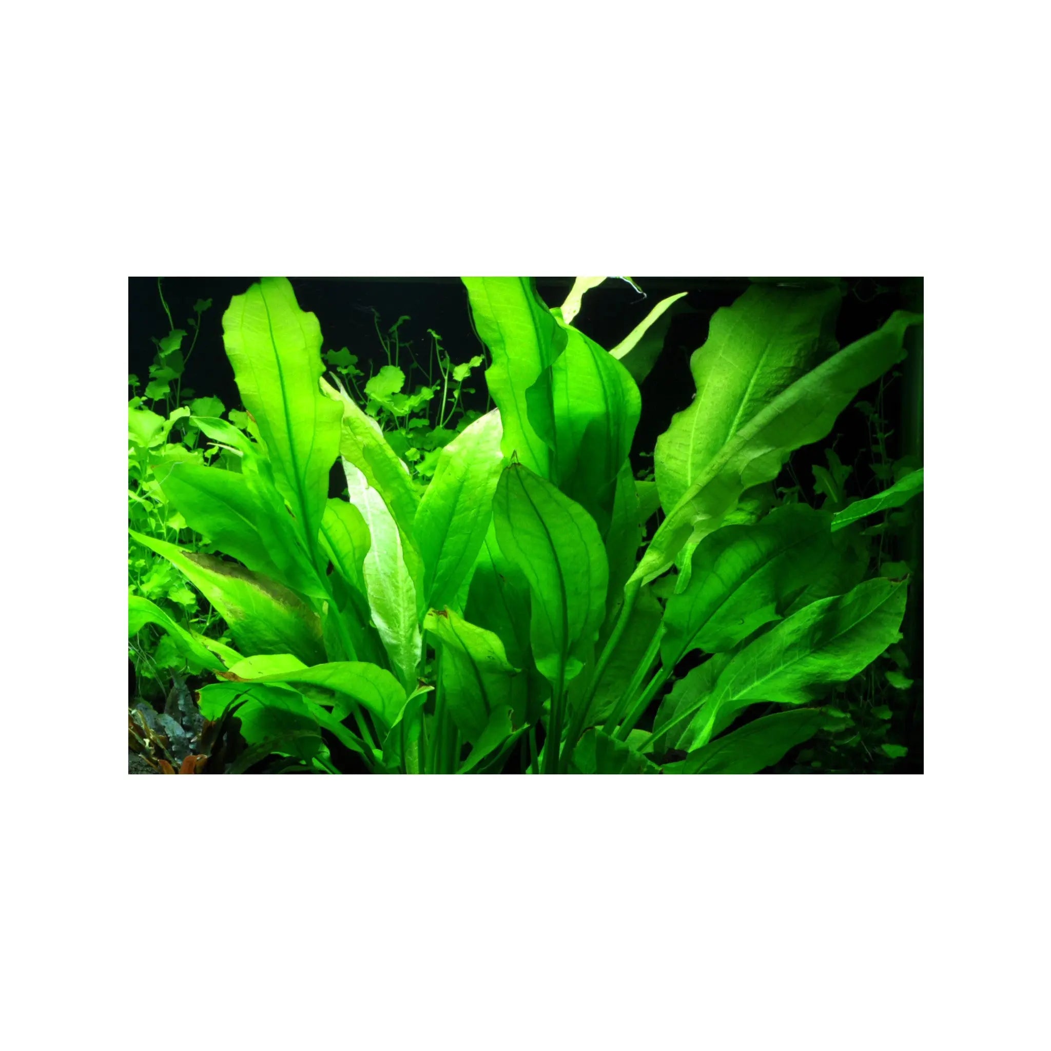 Echinodorus bleheri (Amazon sword) Aquafleur