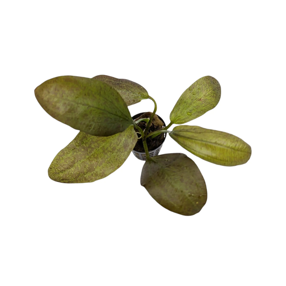 Echinodorus chrileni Aquafleur