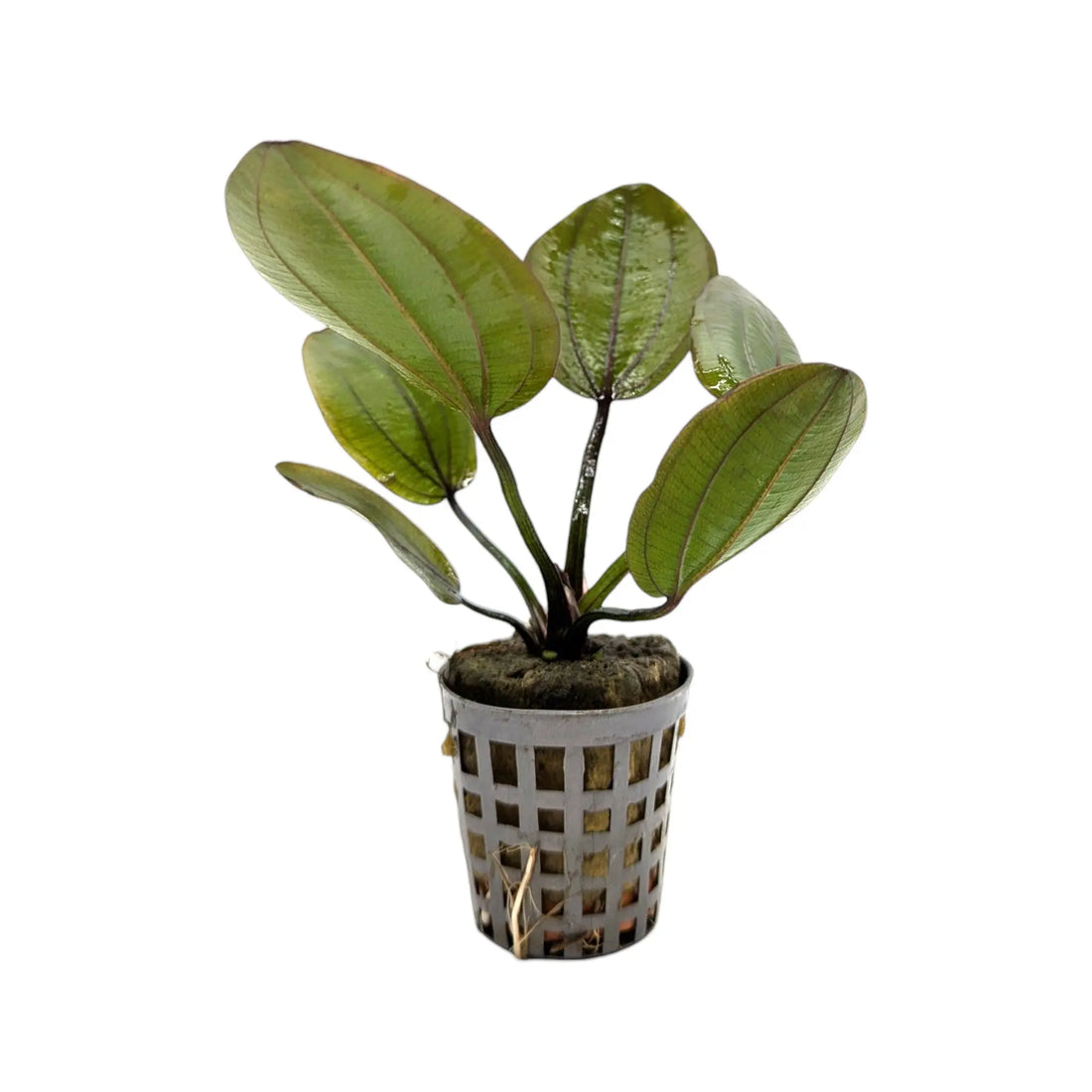 Echinodorus compacta Aquafleur