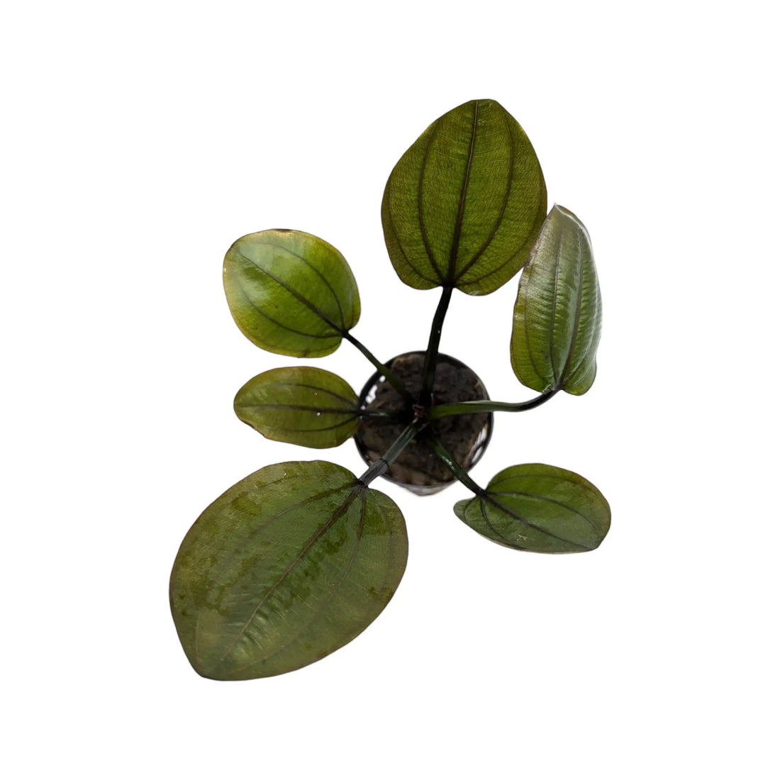 Echinodorus compacta Aquafleur