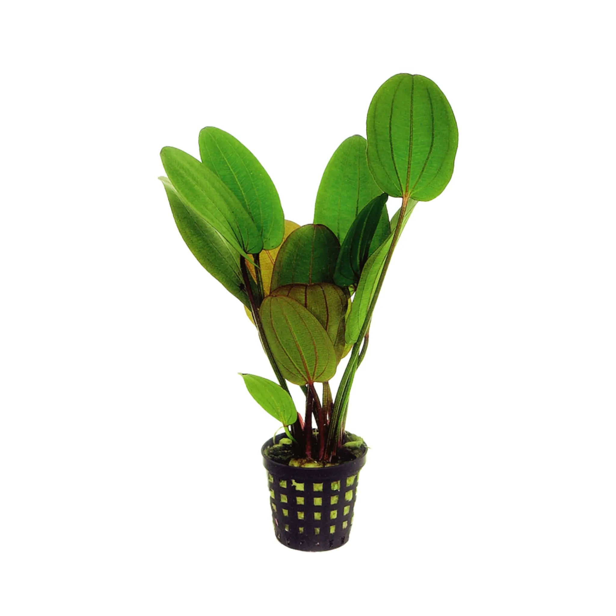 Echinodorus compacta - Aqua Essentials