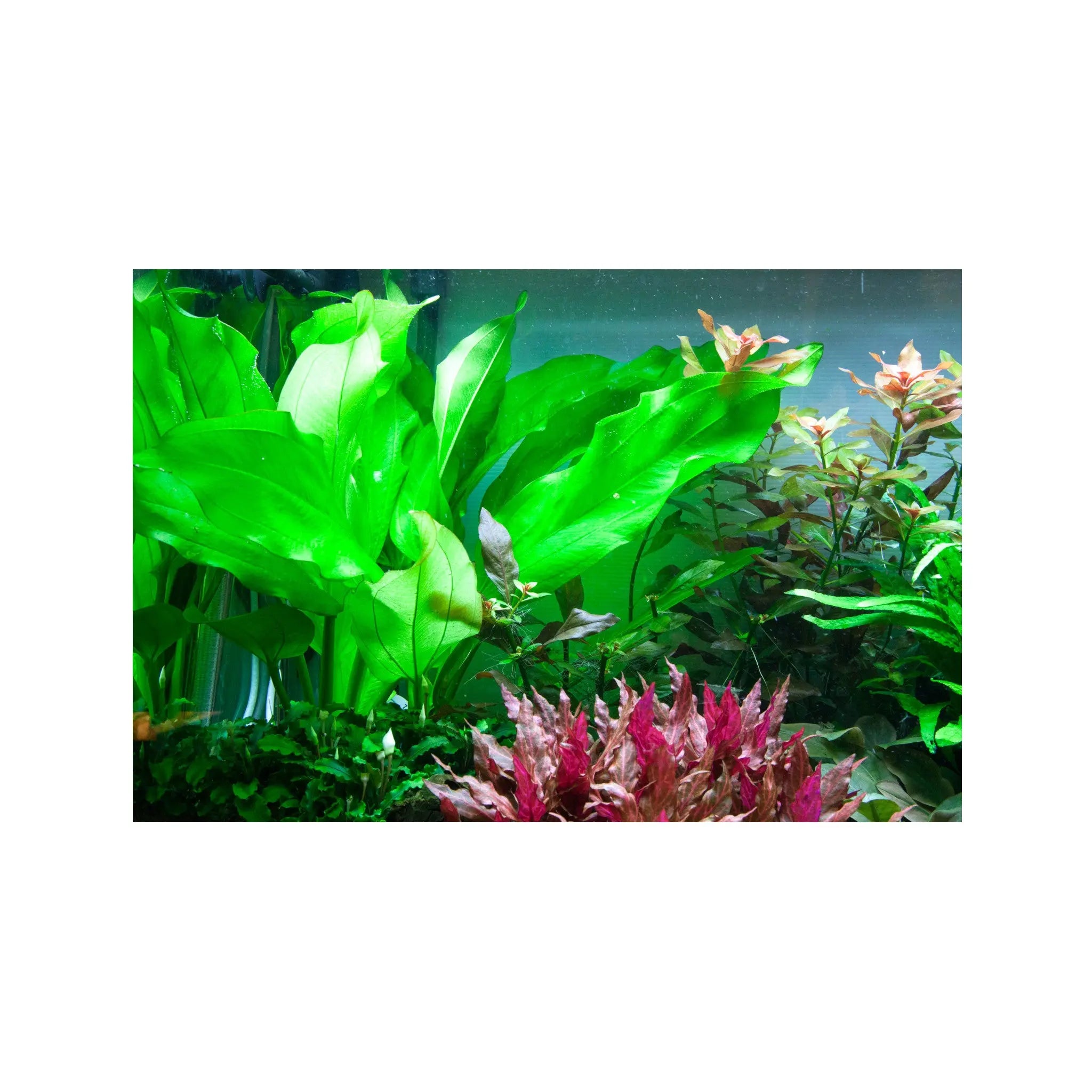 Echinodorus cordifolius Fluitans Tropica