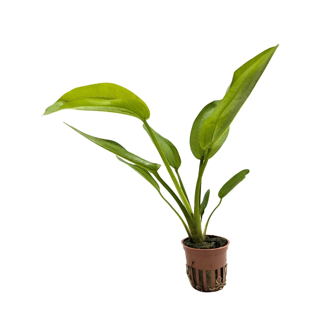 Echinodorus cordifolius Fluitans Tropica