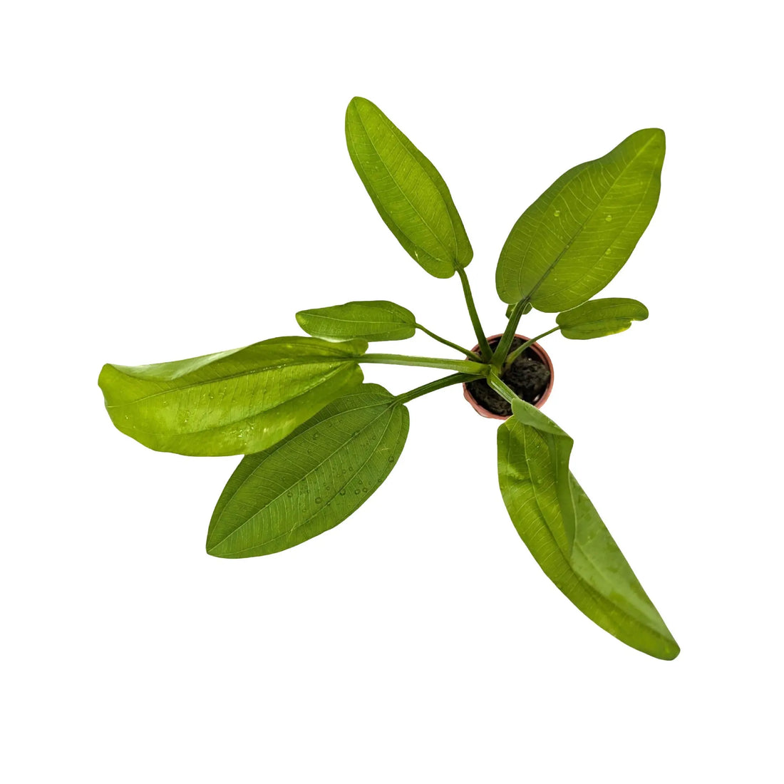 Echinodorus cordifolius Fluitans Tropica