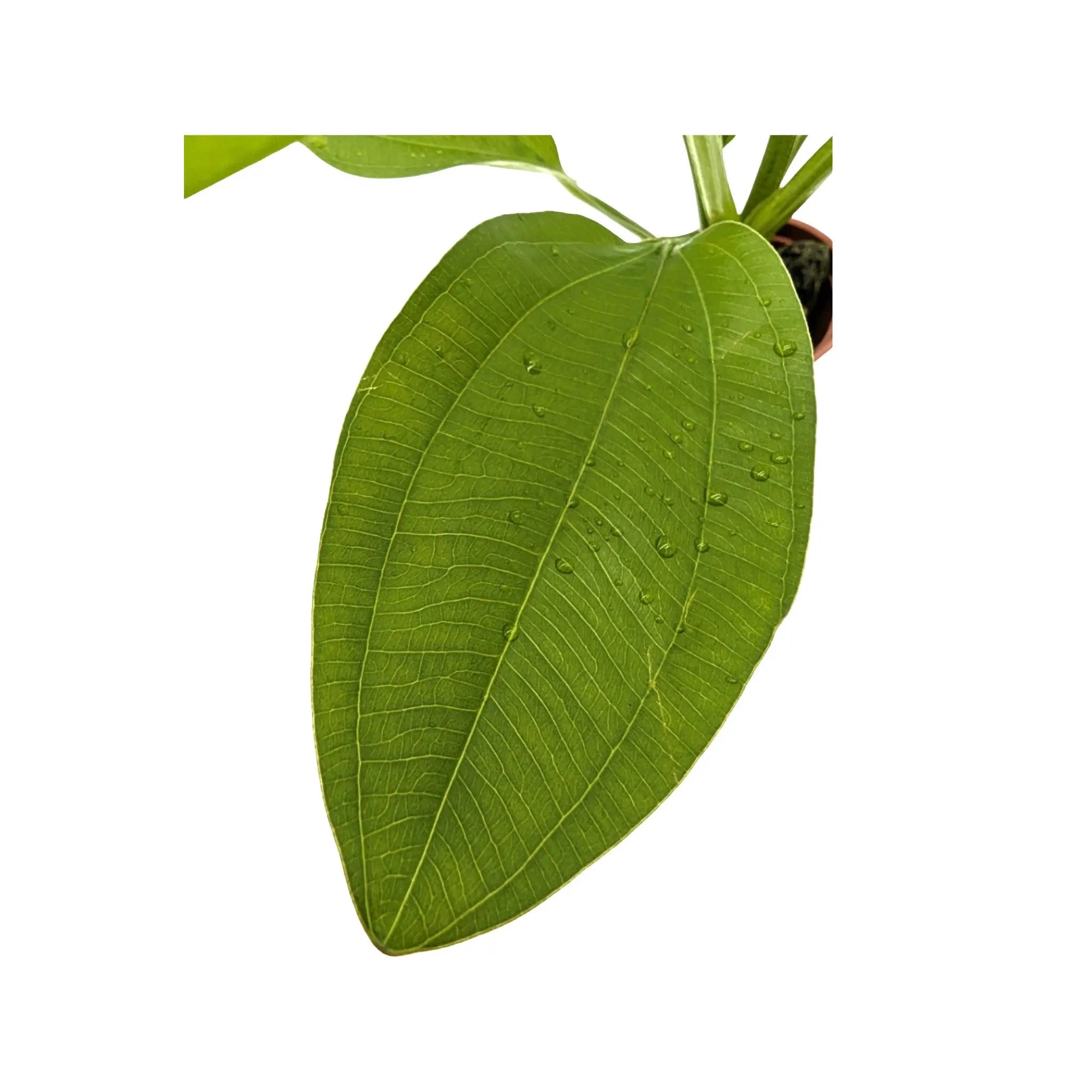 Echinodorus cordifolius Fluitans Tropica