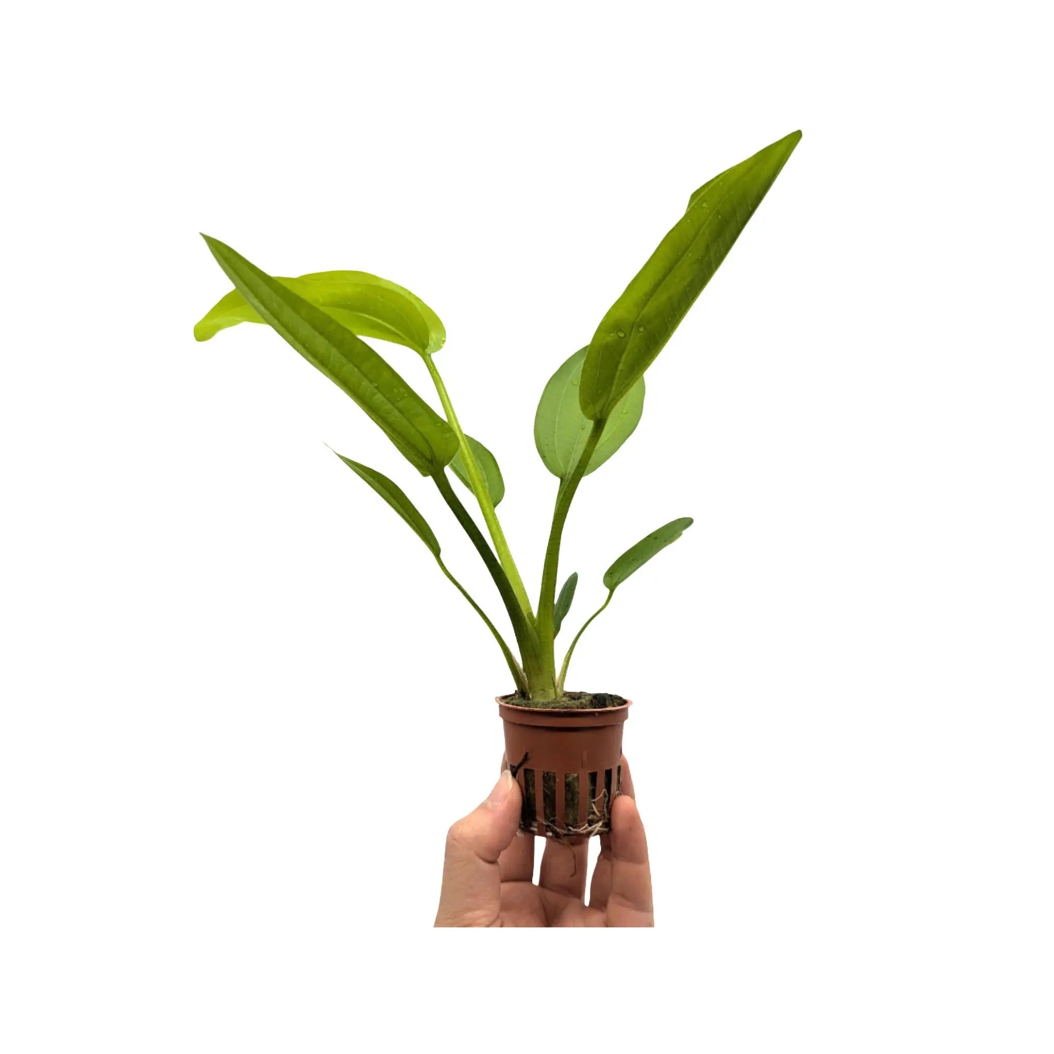 Echinodorus cordifolius Fluitans Tropica