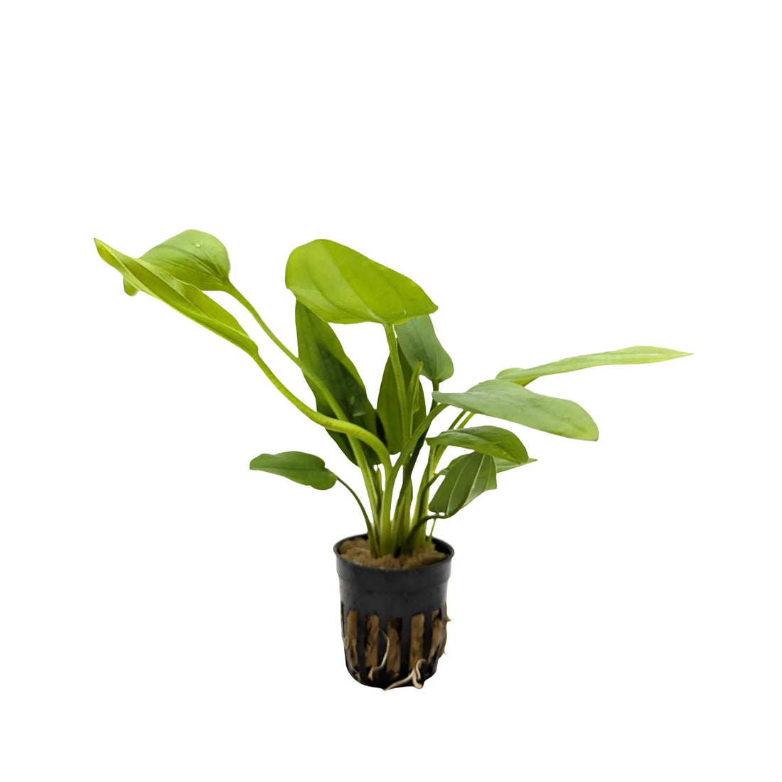 Echinodorus cordifolius Marble Queen (Radican Sword Plant) Aquafleur