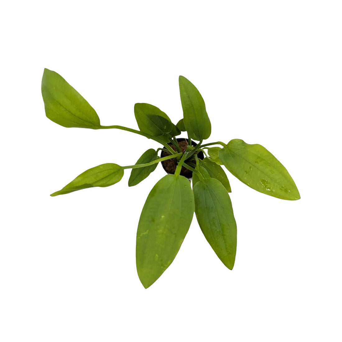 Echinodorus cordifolius Marble Queen (Radican Sword Plant) Aquafleur