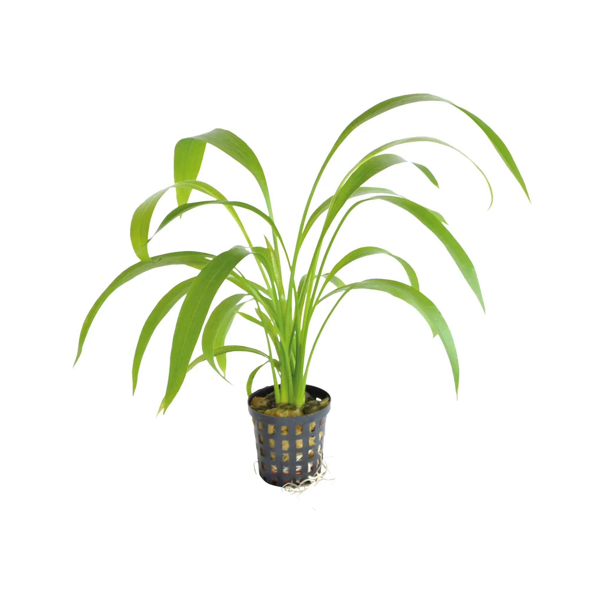 Echinodorus ducumbens - Aqua Essentials