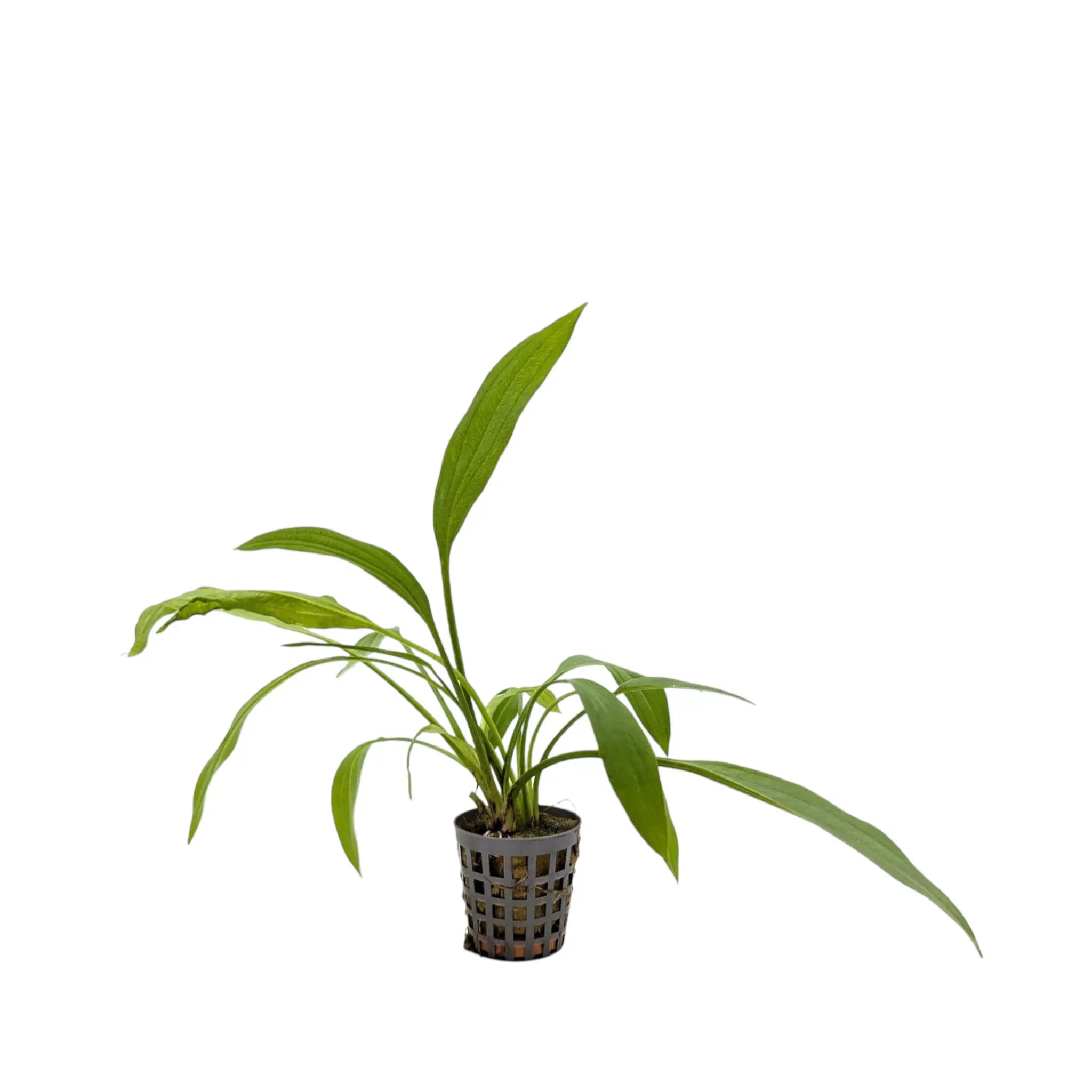 Echinodorus ducumbens Aquafleur