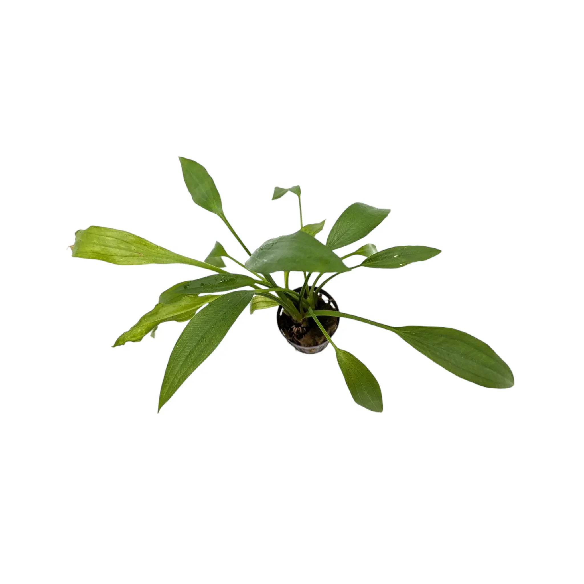 Echinodorus ducumbens Aquafleur