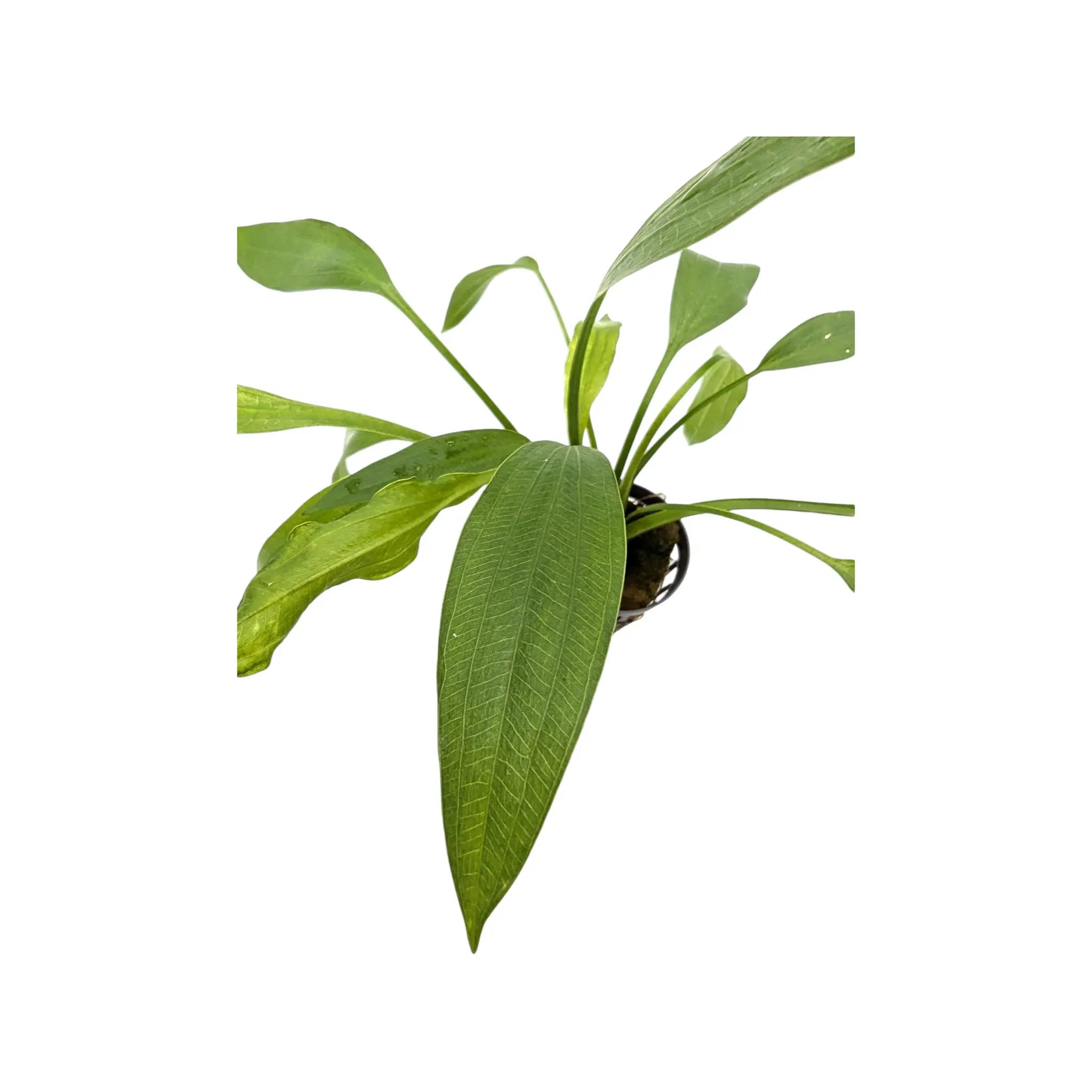 Echinodorus ducumbens Aquafleur