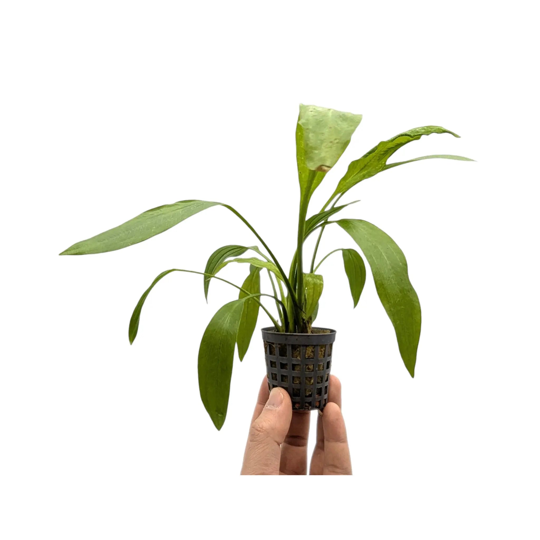 Echinodorus ducumbens Aquafleur