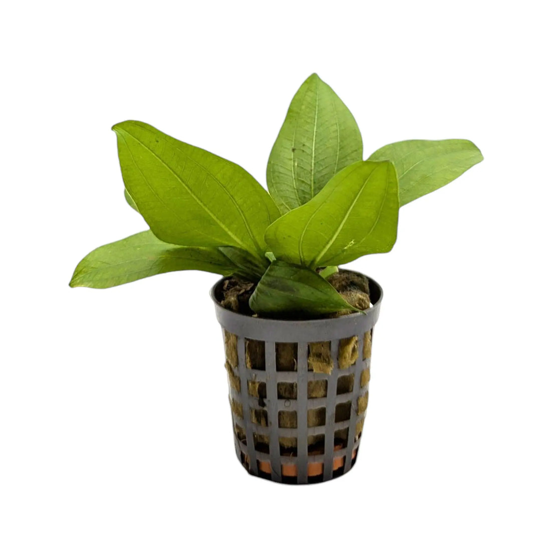 Echinodorus gabrielii Aquafleur