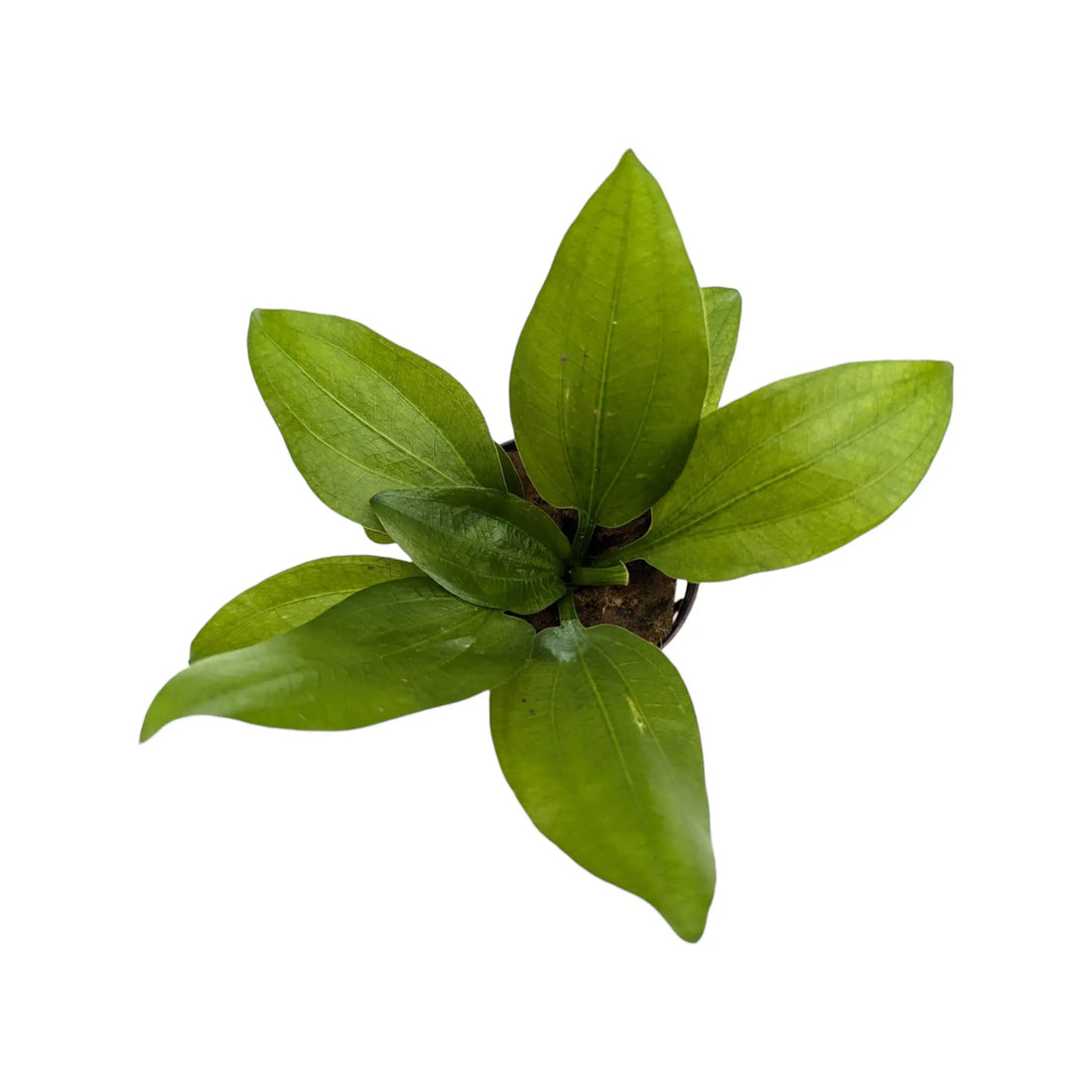 Echinodorus gabrielii Aquafleur